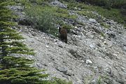 169 - Maligne Canyon, Medicine Lake, Maligne Lake - IMG_1247